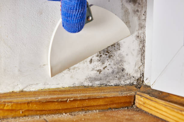 Best Residential Mold Inspection & Testing  in Dunlap, IL