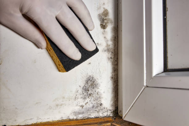 Best Crawl Space Mold Remediation  in Dunlap, IL